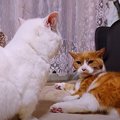 『怒られちゃった…』気まぐれでキレられて戸惑う猫さん