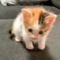 ソファでよちよち歩く赤ちゃん猫→バランスをくずし、次の瞬間…まさか…