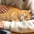 猫はいつも一緒に寝ているママが『徹夜』していたら…まさかの行動が『…