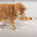 猫ちゃんハイテンション！氷でホッケー？