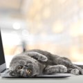 猫が原因で起こりうる『パソコントラブル』4選　なぜ狙われるの？対策…
