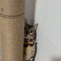 キャットタワーを登ろうとするネコを見ていると…『運動神経バツグンな様子…