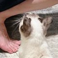 元野良猫が『犬といっしょに生活』し始めて1か月→『ごはんの時間』になる…