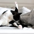 猫にも『肛門腺絞り』は必要？お尻のケアが必要なときやお手入れ方法…