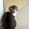 パパ猫の後をついていくとピンチの息子猫を発見！