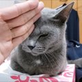 『狂暴ティッシュ潰し猫』にチョップした結果…まさかの"反撃の火…