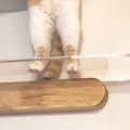 『キャットウォークにいる猫』を見ると、２本足で…『神々しい瞬間』に「拝…