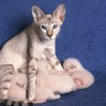 猫のおっぱい（乳首）はいくつあるのか