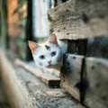 今すぐ改善！猫が家出してしまう住宅環境５つ