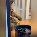 仕事中、パソコンの裏までやってきた猫→そっとおててを伸ばして…笑っ…