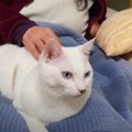 『飼い主さんのお膝はやっぱり最高…』いくつになっても甘えんぼうな猫…