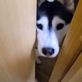 『何かを伝えようとしているハスキー犬』について行ってみたら…子猫の…