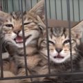 大ケガをしながら『子供たちを守っていた母猫』→全員が保護されて1年後………