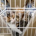 見つめてくる子猫たちをケージから解き放った結果…とんでもなく『微笑…