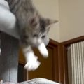 キャットタワーの上で降り方に迷う子猫→意を決して降りたら…まさかの展開…