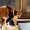 窓際から立ち去ろうとした猫→突然、『雷の音』が聞こえてきた結果…見事な…