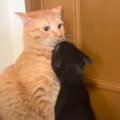 先輩猫たちが『コミュ力が高すぎる子猫』と対面した結果…まさかの反応…