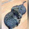 取っ組み合いをする２匹の猫→お互いをつかんで…『思わず笑ってしまう…