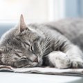 猫が体調不良になっちゃった！飼い主がお家ですべき対処法とは？【現役獣…