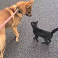 愛犬に子猫がついて来る！人懐っこい黒い子猫との運命の出会いに『何…