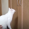 クローゼットの中にある『おもちゃが欲しい猫』→扉を開けてあげると……