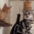 兄猫を追って高いところまで上った子猫→兄猫が下り方を見せると…『愛…