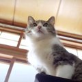 猫ちゃんの仲良しさんはどっちかな♡？