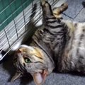 離れないニャ！ファンヒーターの前を陣取る猫ちゃん