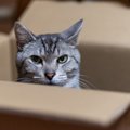 猫は「環境の変化」が嫌いと言われる3つの理由　回避するために飼い主…