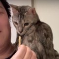 ちょっとした意地悪もへっちゃら！スカした顔の猫くん