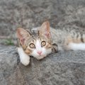 猫の「瞬膜」にまつわる3つの話　そもそも何のためにある？出てたら考えら…