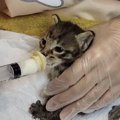 後を付いてきた指先の無い子猫…第二の猫生に向けた準備スタート♡