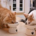 猫にも起こる『鉄分不足』考えられる3つの原因　鉄が不足するとどんな…