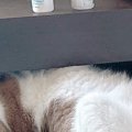 ベッドの上で『すごい格好で寝ていた猫』→よく見ると、顔が…まさかの…