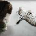 遊びたい！遊びたい！無邪気な子猫と困る先輩猫！