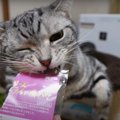 もっと食べたい！猫ちゃんの可愛いおねだり♪