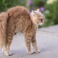 猫に『懐いてもらえない人』のパターン3つ