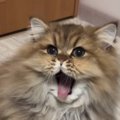 特大の『あくび』をしていた猫→終わった直後に『思わぬ変化』が起きて…