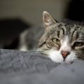 愛猫が『最期のとき』が近づいたら…これだけはやっておきたい4つのこと