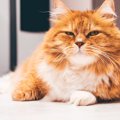 愛猫からの『信頼を失ってしまう』飼い主のダメな行動・態度5選　もう…