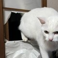 お客様！困ります！そこは入り口じゃ…障子から堂々入室する猫が話題