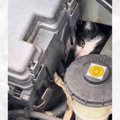 サーフィンをしに来たら、『エンジンルームの中に入り込む子猫』を目撃…救…