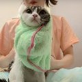 シャンプーを頑張ったのに、ごほうびを遠慮しちゃう猫さん！