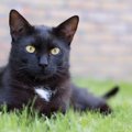 幸せを運ぶ黒猫の『エンジェルマーク』とは？悲しい歴史や幸運のサインと…