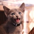 猫があなたに感謝していること４つ