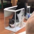 血は争えない？！猫ちゃん親子の変わったUターン