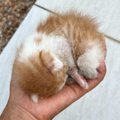 手のひらに収まるほど小さかった子猫→家族になり『約1年』が経過した…