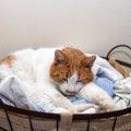 いつも服が毛だらけに…愛猫が飼い主さんの「洋服の上」で寝る5つの理由