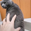 猫に『尻もみの歌』を歌いながらお尻を触ったら…ブチギレられる展開が…