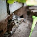 成功率90％の「猫探し探偵」が教える、迷子の愛猫を探すための知恵　韓国